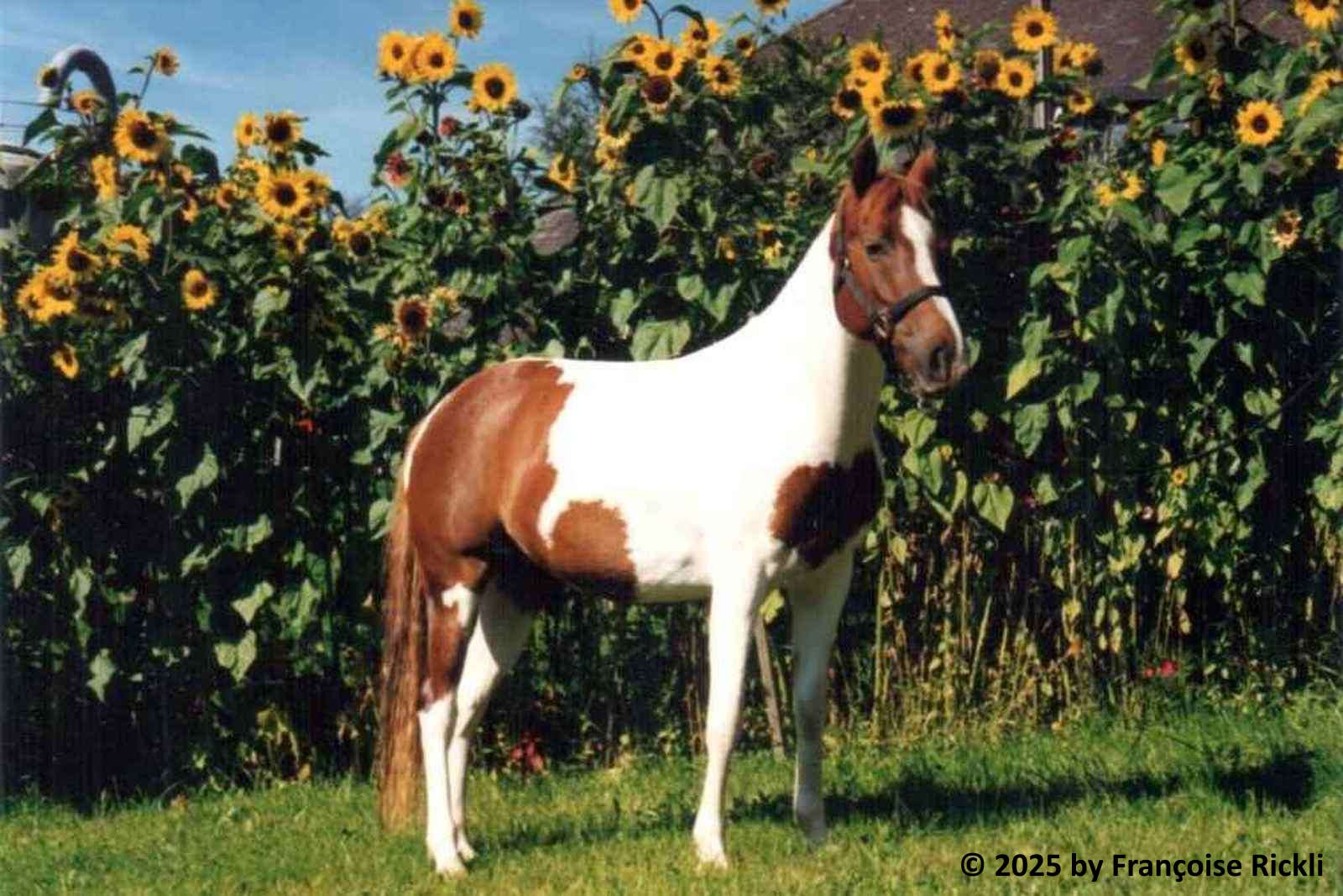 1 Portrait Orania
